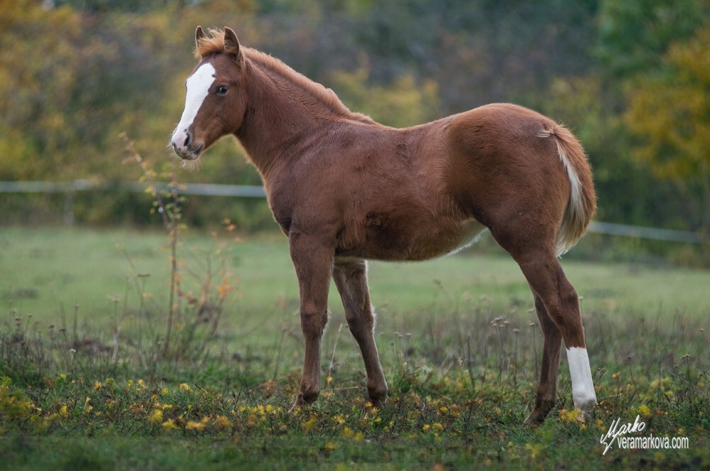 American quarter horse