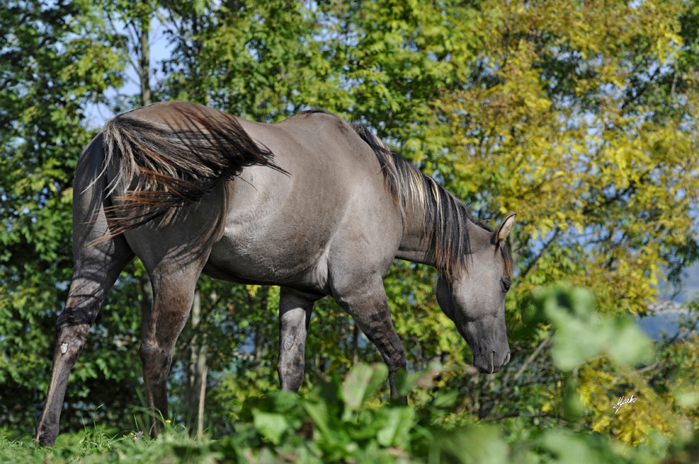 American Quarter Horse