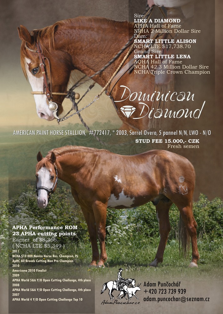 American Paint Horse Dominican Diamond