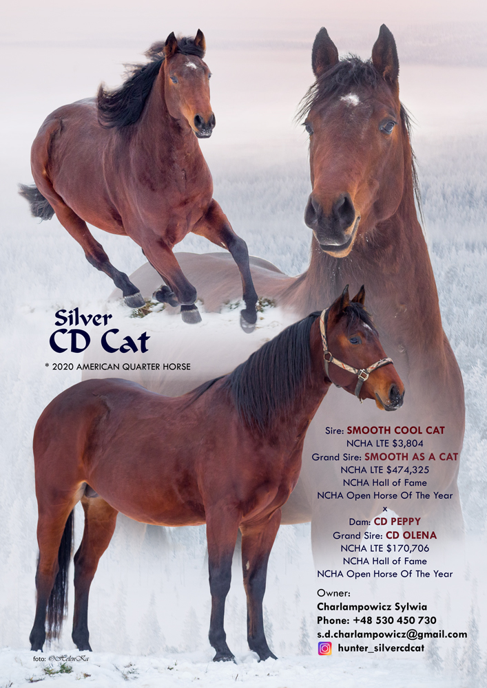 Silver CD Cat - American Quarter Horse