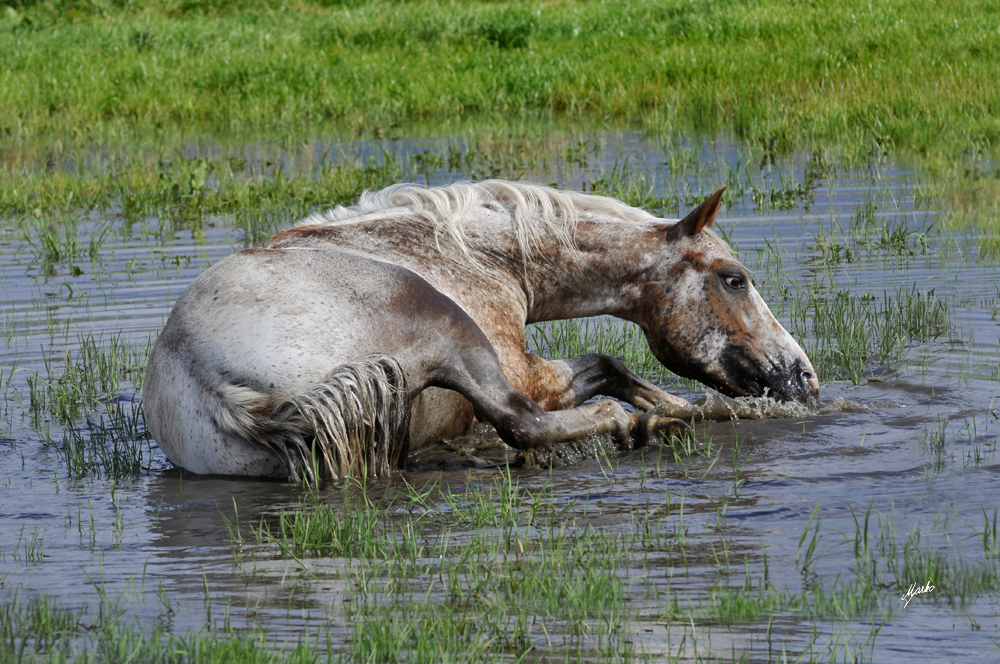 Appaloosa