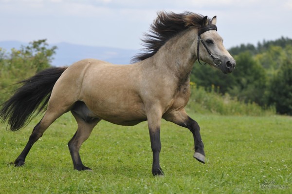 jezdecký pony