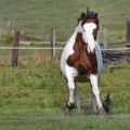 American Paint Horse | fotografie