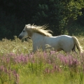 Camargue horse | fotografie