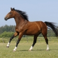 Westfálský kůň | fotografie