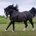 Welsh pony of cob type | fotografie