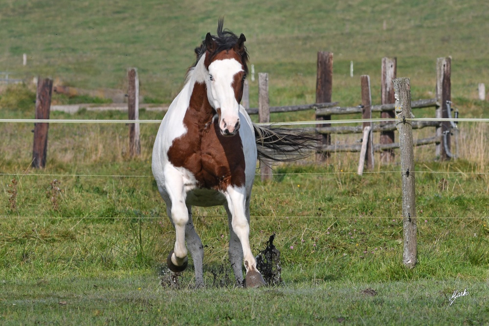 American Paint Horse