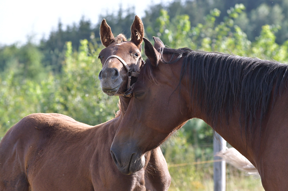 American Quarter Horse