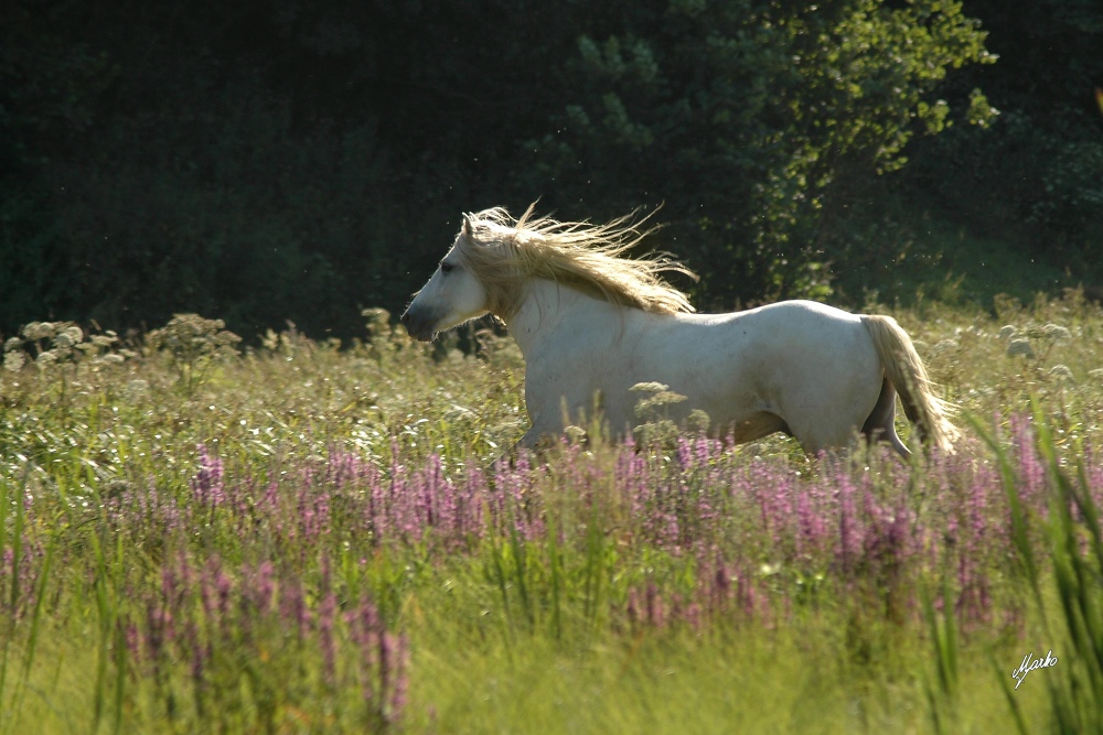 Camargue horse