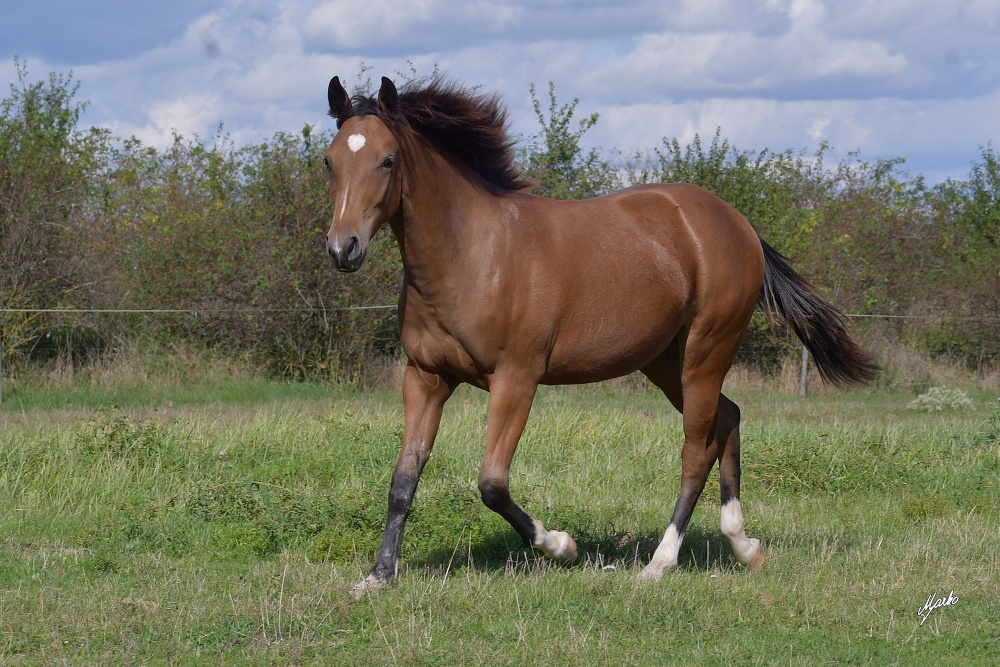 American Quarter Horse