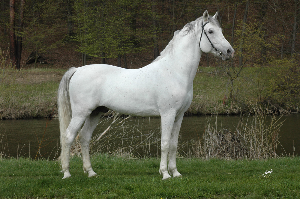 Shagya arab