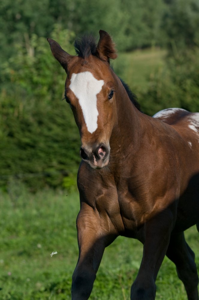 Appaloosa