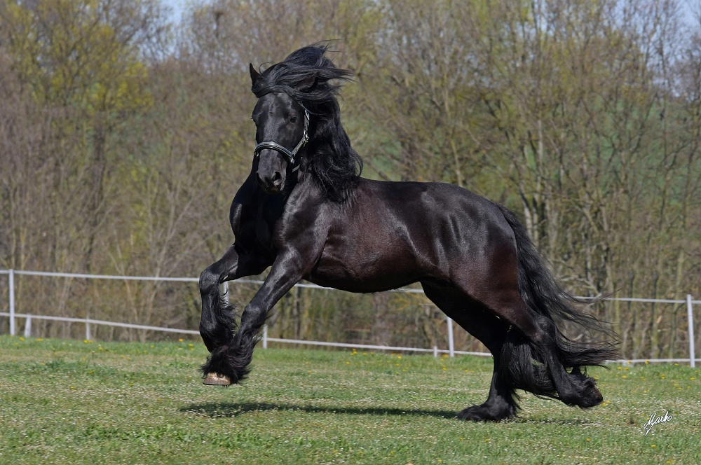 Fell pony