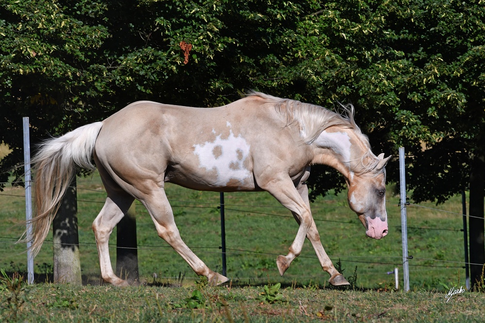 American Paint Horse