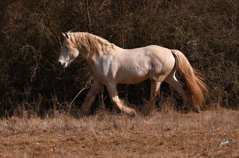 Irish cob crossbred