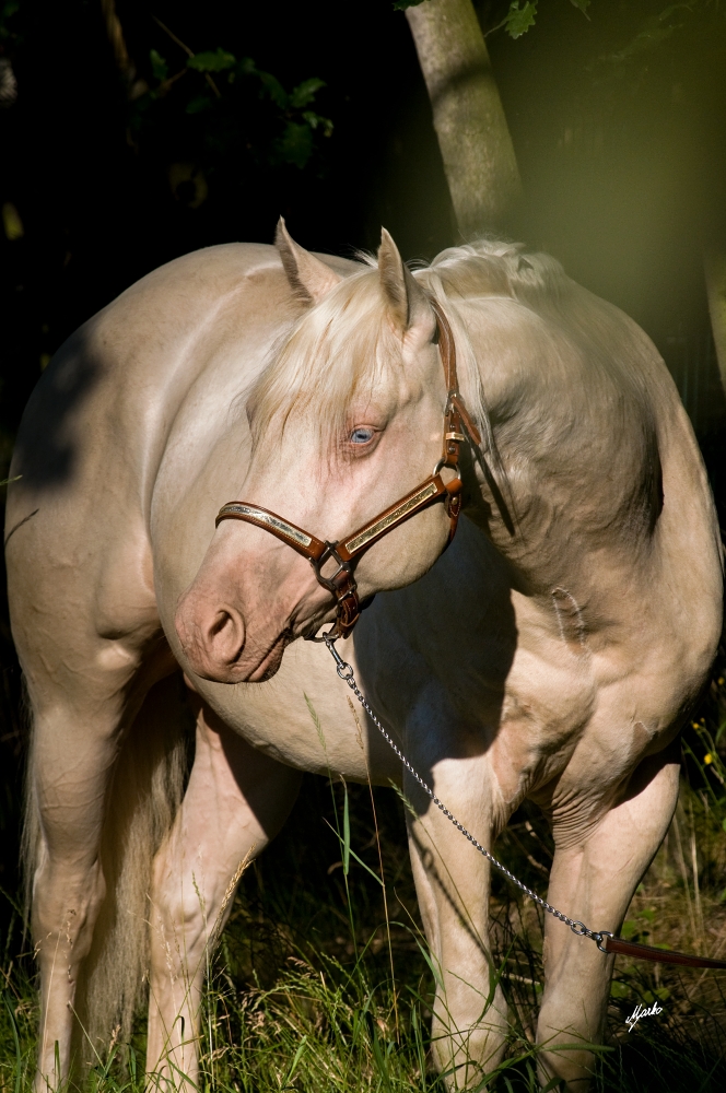 American Quarter Horse