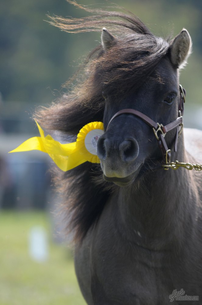 Shetland pony