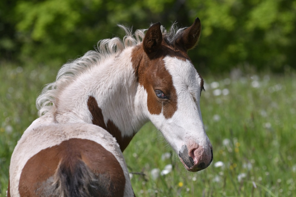 American Paint Horse
