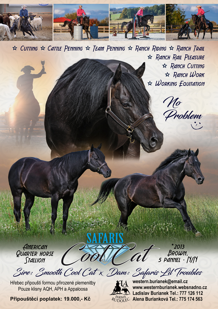 American Quarter Horse Safaris Cool Cat