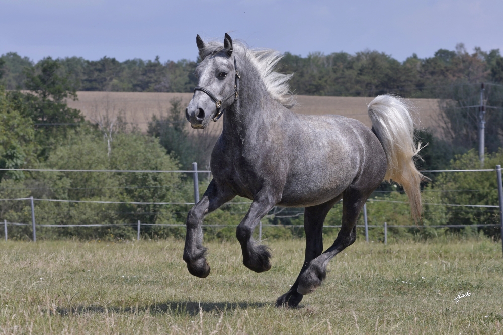 Fell pony
