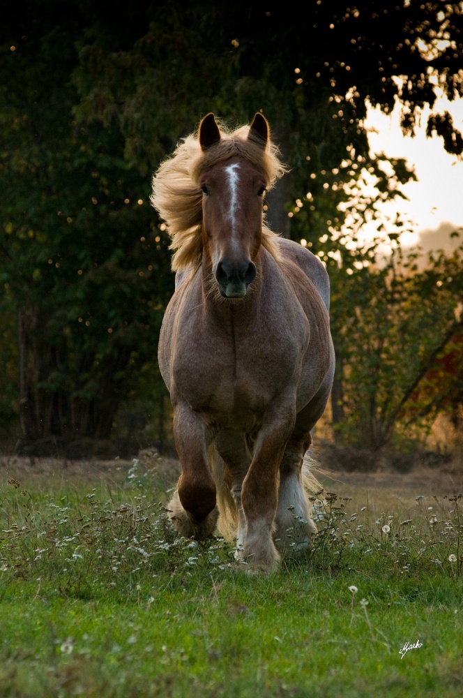 Ardénský kůň