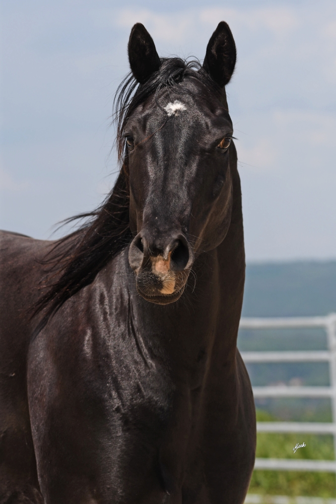 American Quarter Horse
