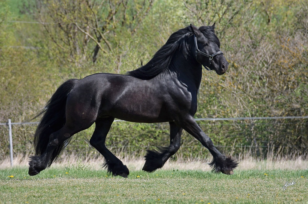 Fell pony
