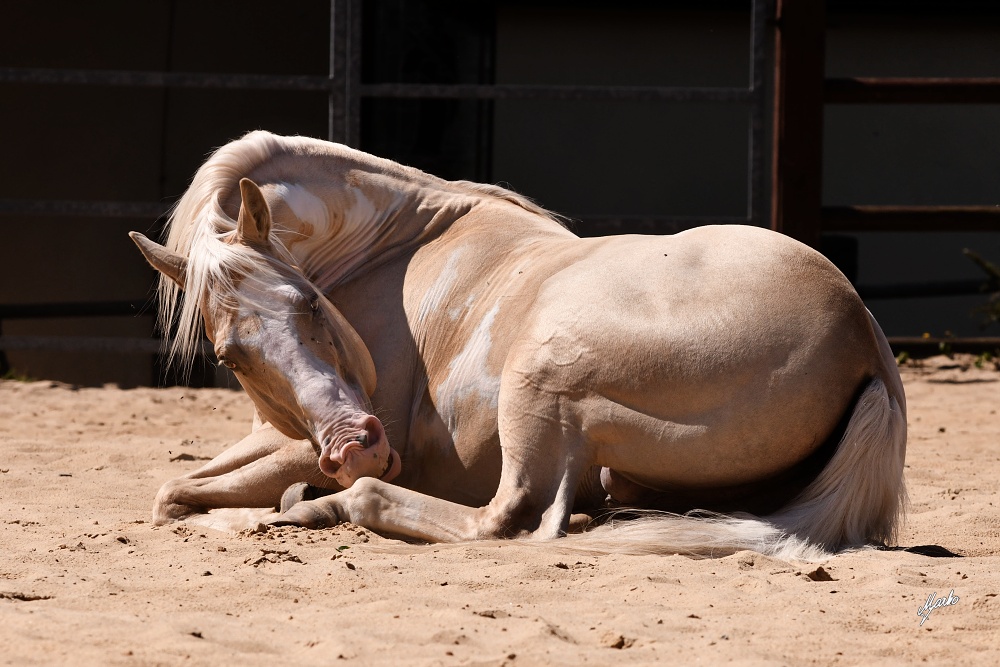 American Paint Horse