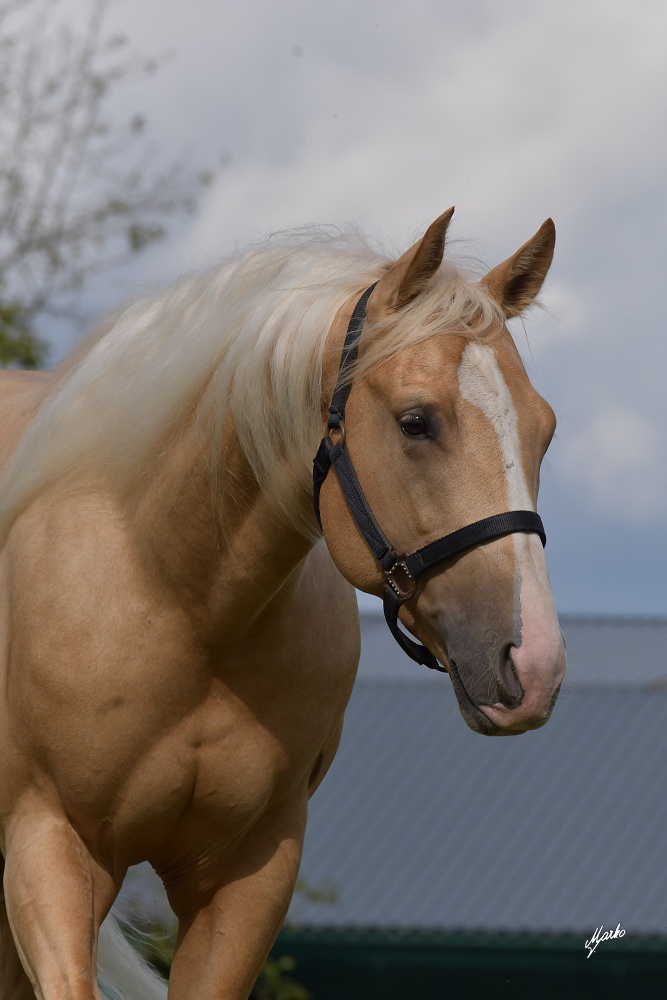 American Quarter Horse