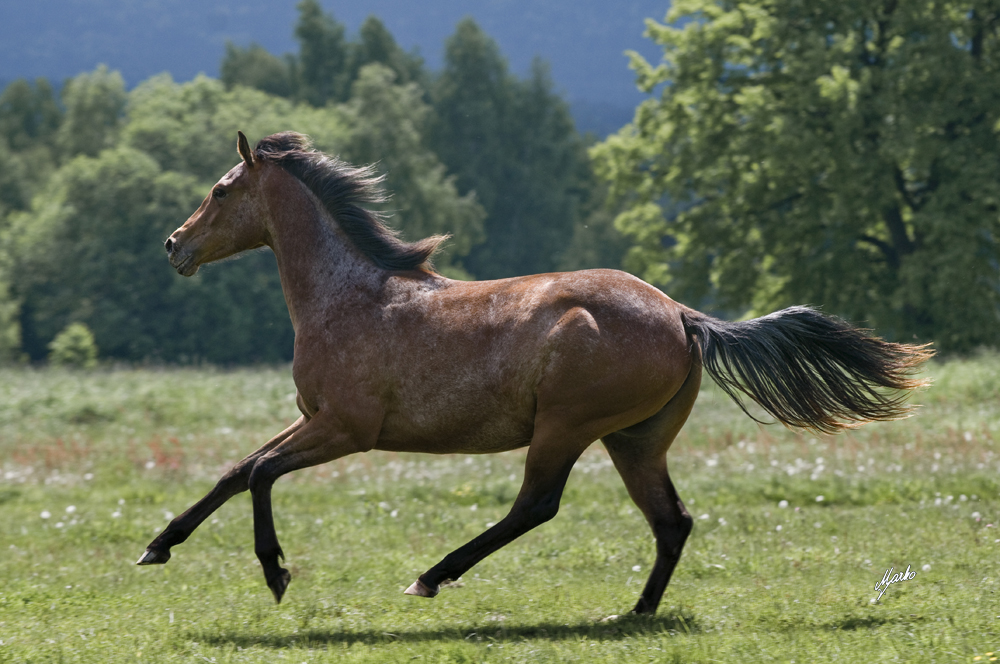 appaloosa