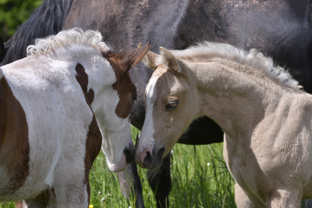 American Quarter a Paint Horse