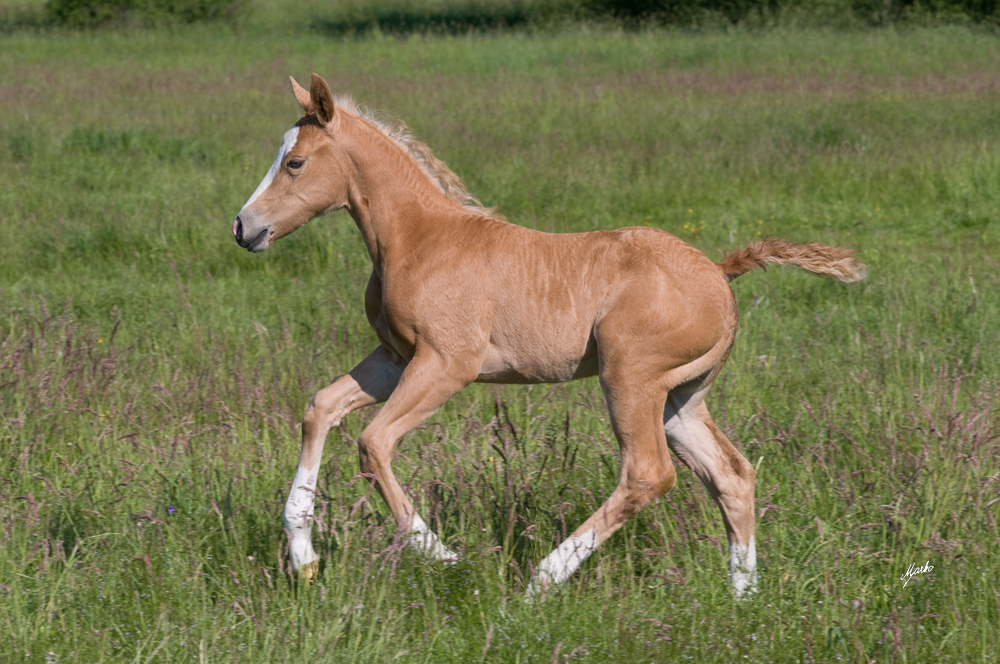 American Quarter Horse
