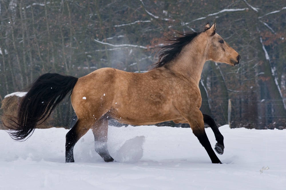American Quarter Horse