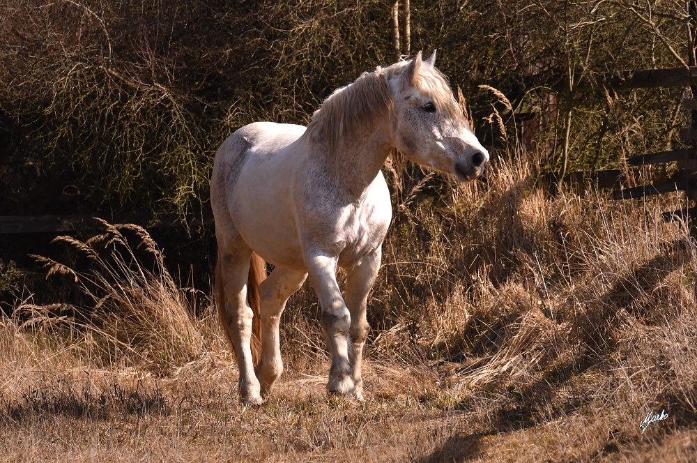 Irish cob crossbred