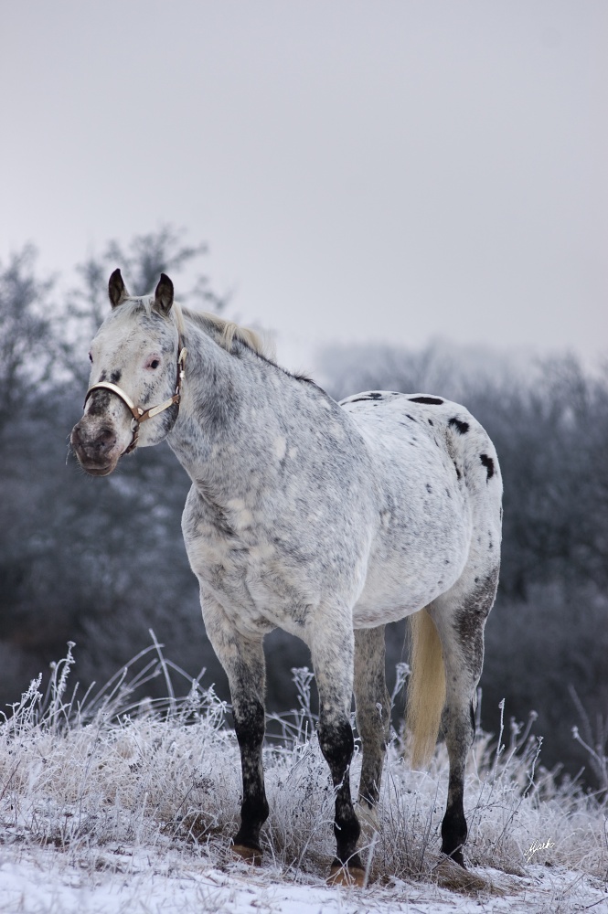 Appaloosa