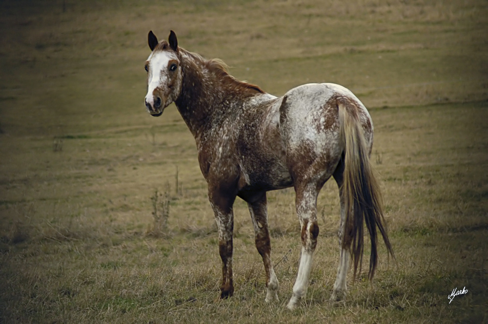 Appaloosa