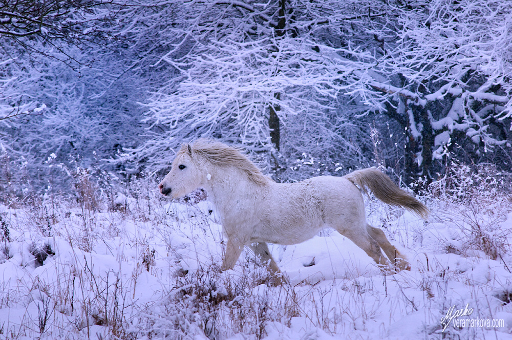 Welsh mountain pony hřebec Trawel Artuš