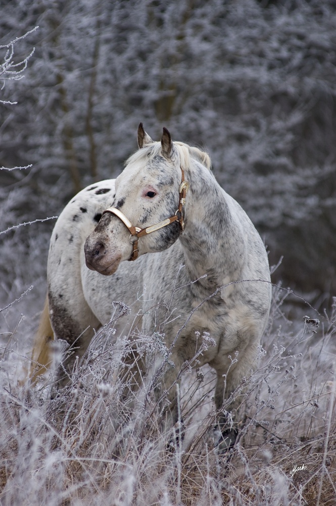 Appaloosa