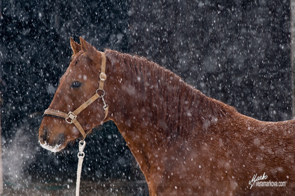 American quarter horse