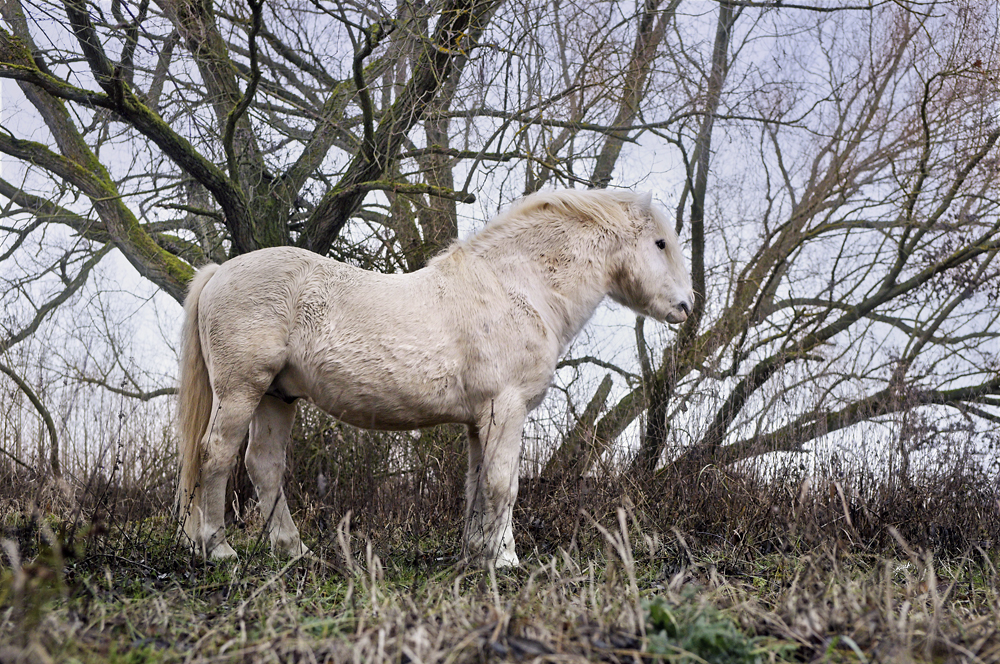 Welsh mountain pony