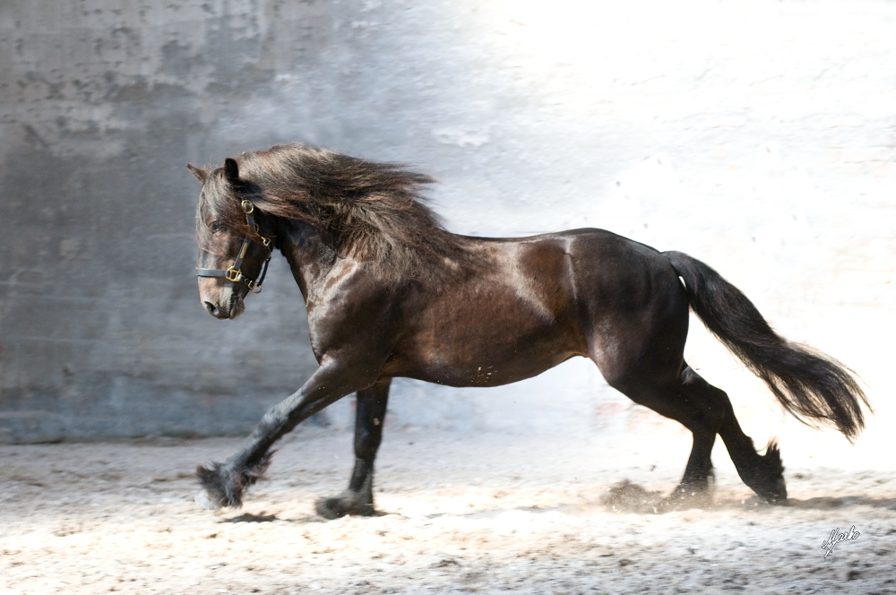 Fell pony