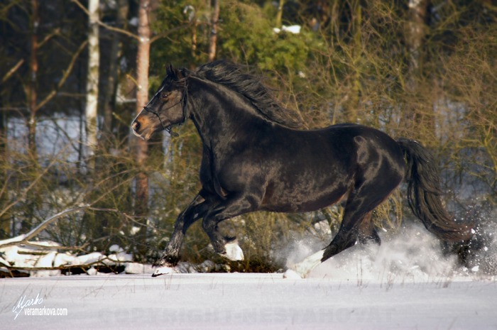 Welsh Cob (D) Menai Stan Beynon
