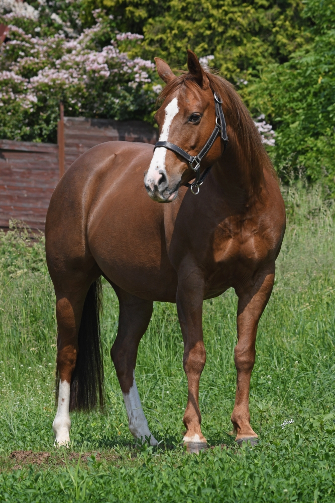 American Quarter Horse