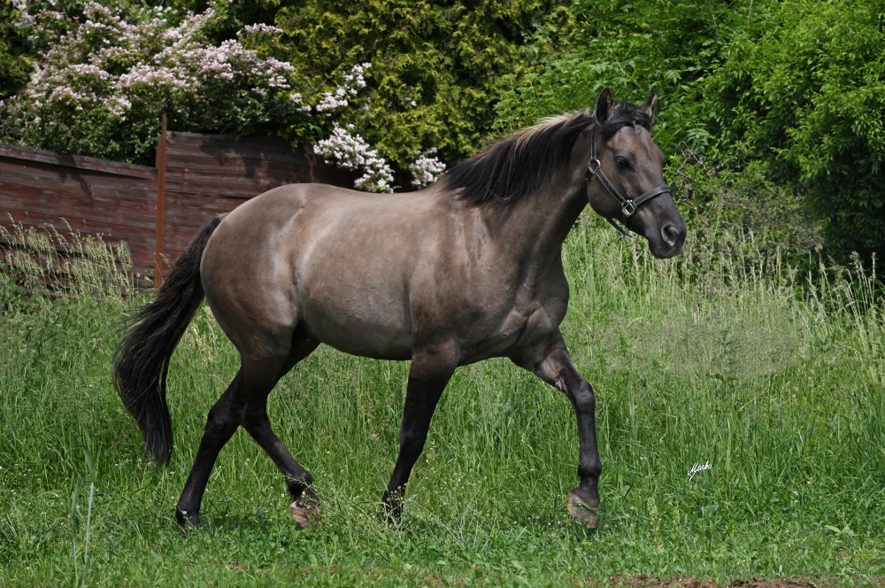 American Quarter Horse