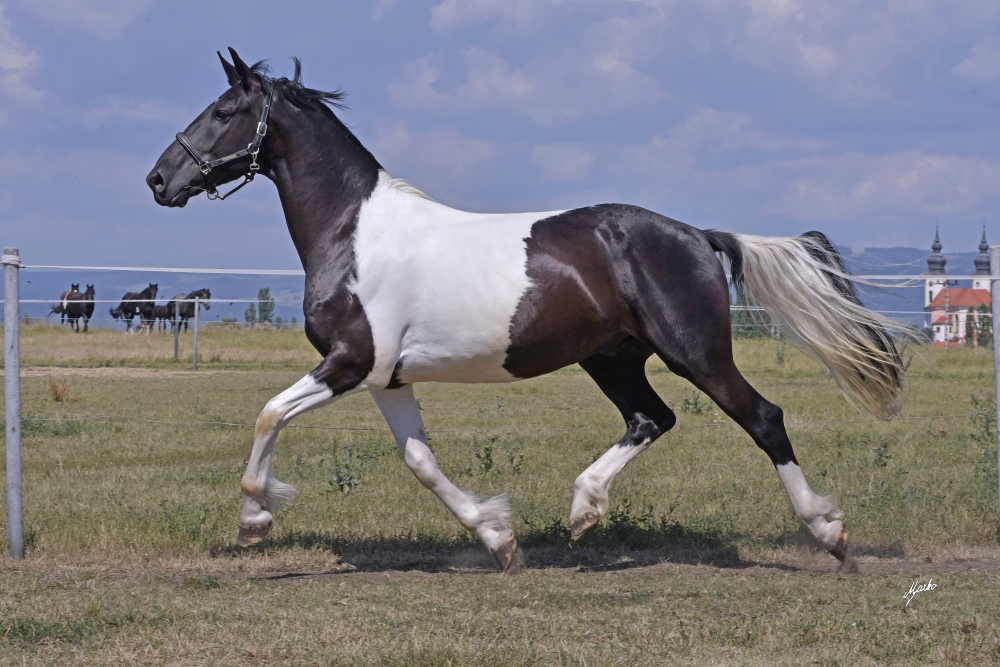 Barock Pinto