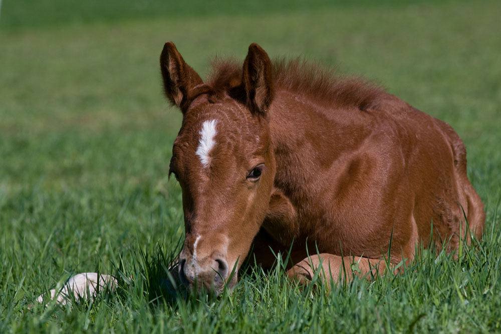 American quarter horse
