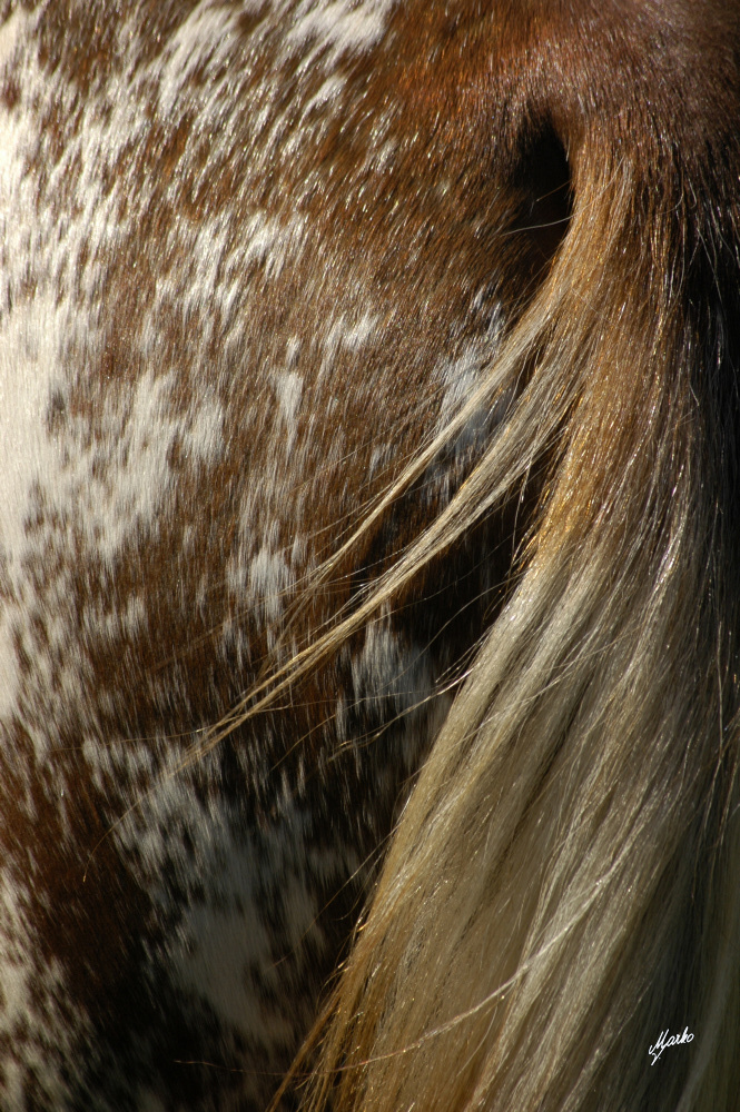 appaloosa