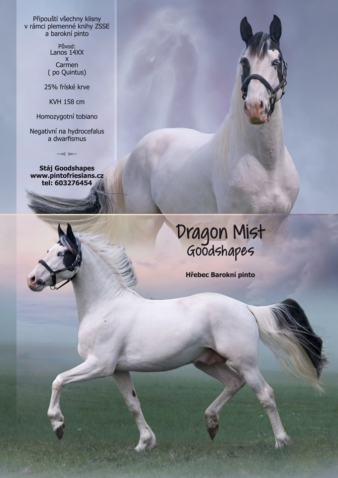 Barock Pinto Dradon Mist