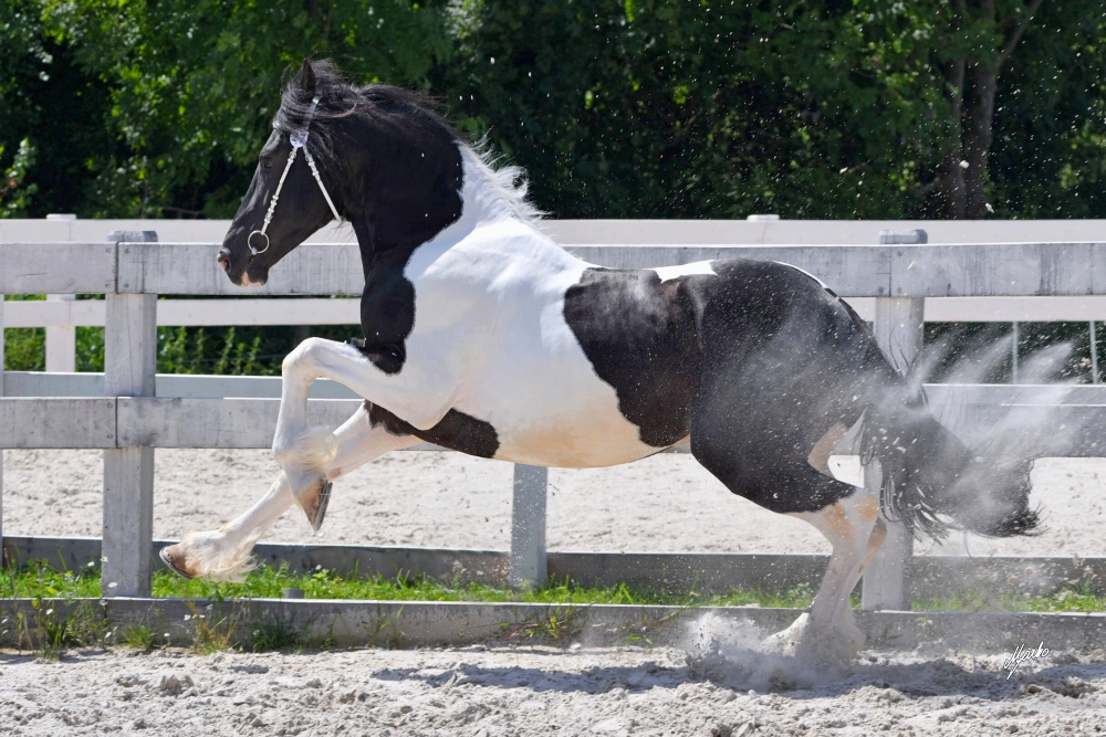 Barock Pinto