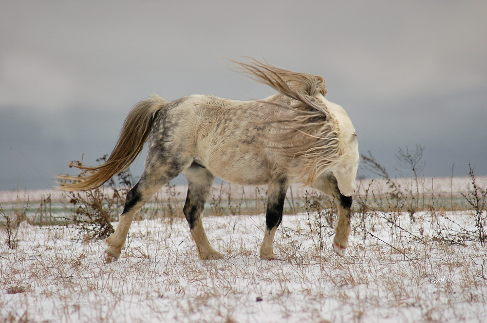 Welsh mountain pony